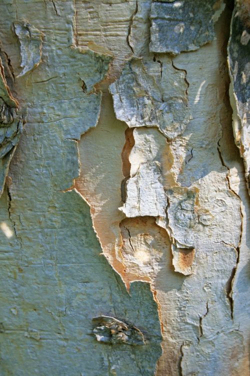 Paper Bark