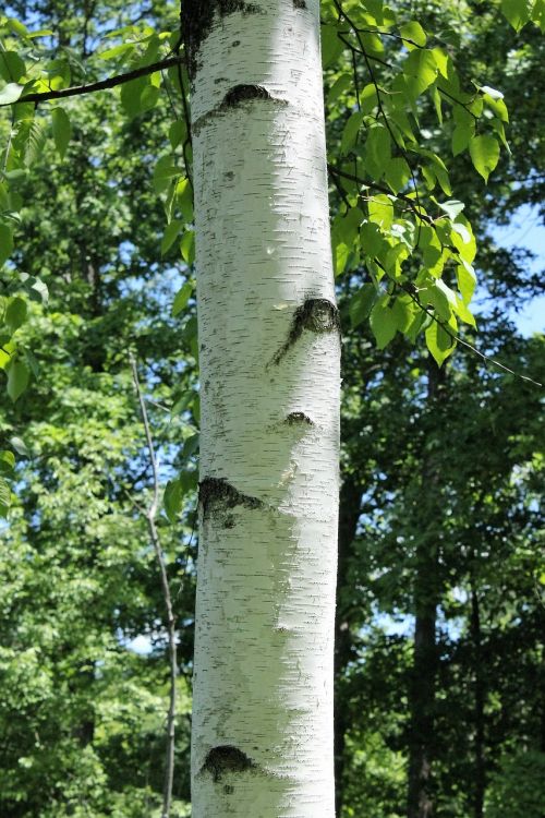 paper birch paper birch