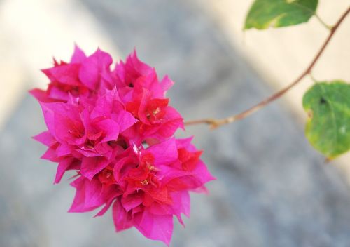 paper flower bunches of flowers pink