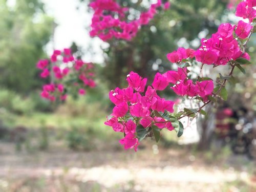 paper flower  the garden