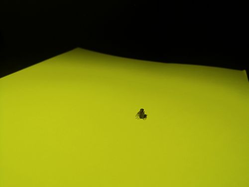 Paper Fly On Bright Green