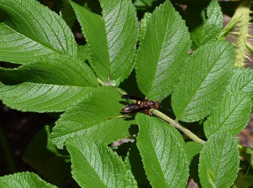 paper wasp wasp insect