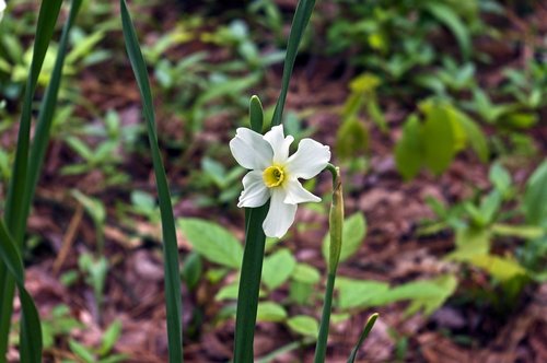 paperwhite daffodil  narcissus  garden