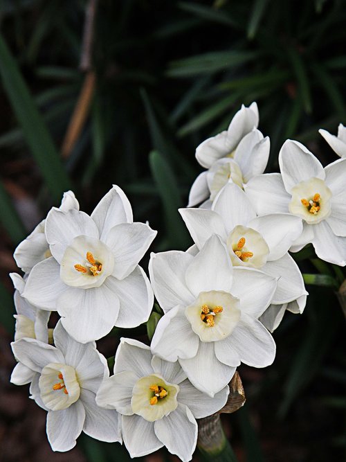 paperwhites  flowers  white