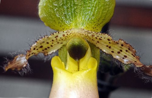 paphiopedilum venus shoe orchid