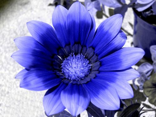 Paper Flower Blue # 1
