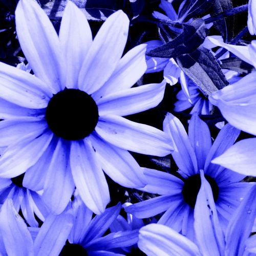 Paper Flower Blue # 2b