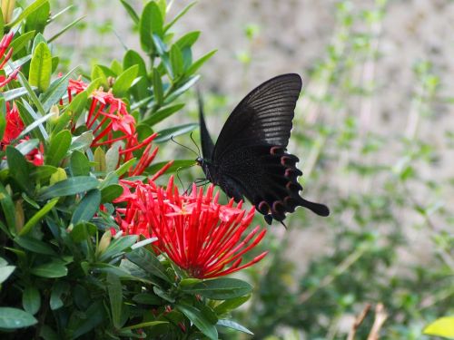 papilio taking nectar