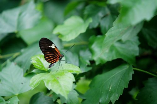 papilio rumanzovia butterfly