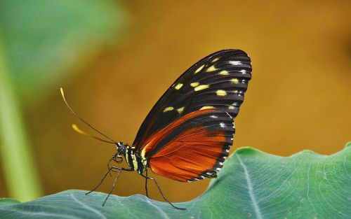 papilio rumanzovia butterfly