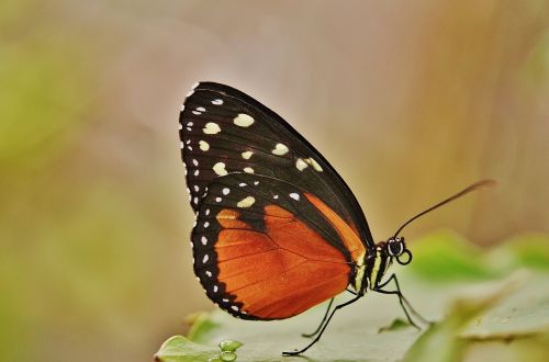 papilio rumanzovia butterfly