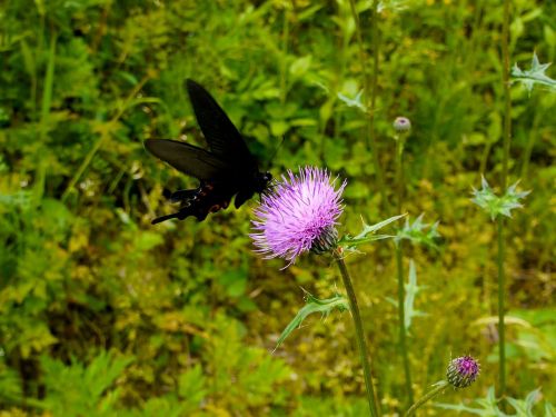 papilio butterfly black