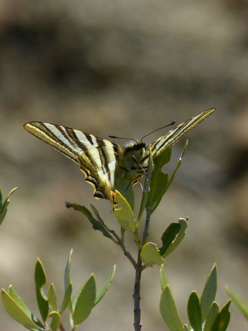 papilio machaon machaon butterfly queen