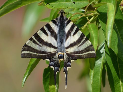 papilio machaon butterfly queen machaon