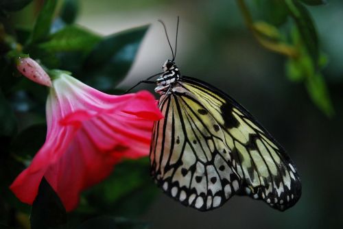 papilio machaon butterfly animal