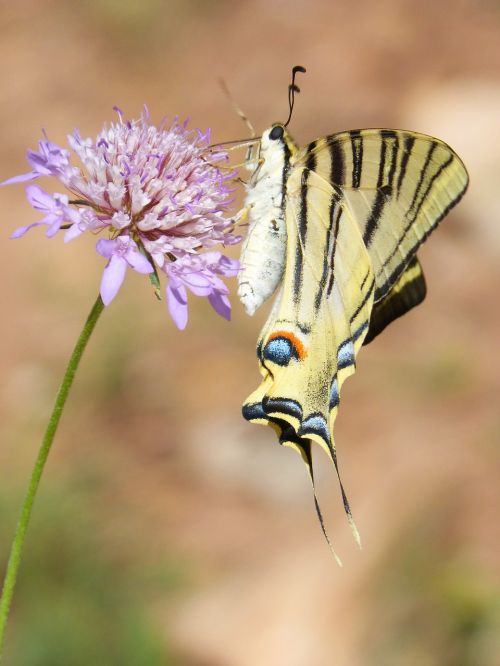 papilio machaon butterfly machaon