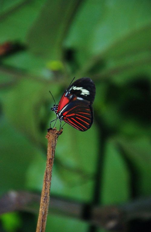 papilio rumanzovia butterfly animal