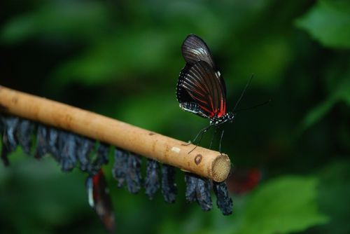 papilio rumanzovia butterfly animal