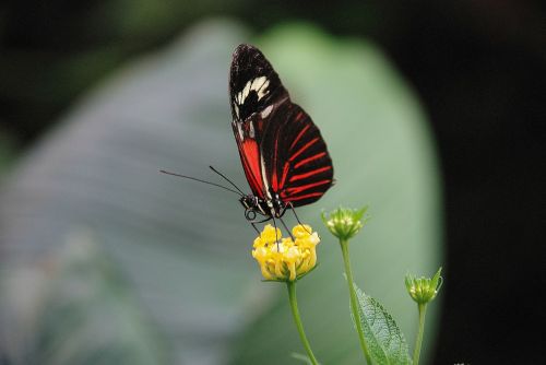 papilio rumanzovia butterfly animal