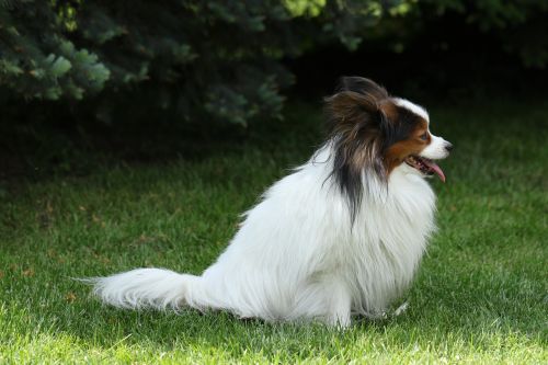 papillon pure-breed dog breed