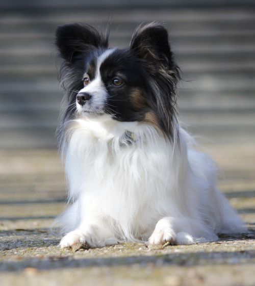 papillon lying dog