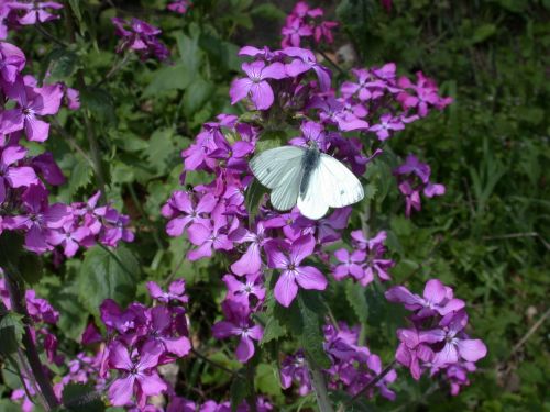 White Butterfly