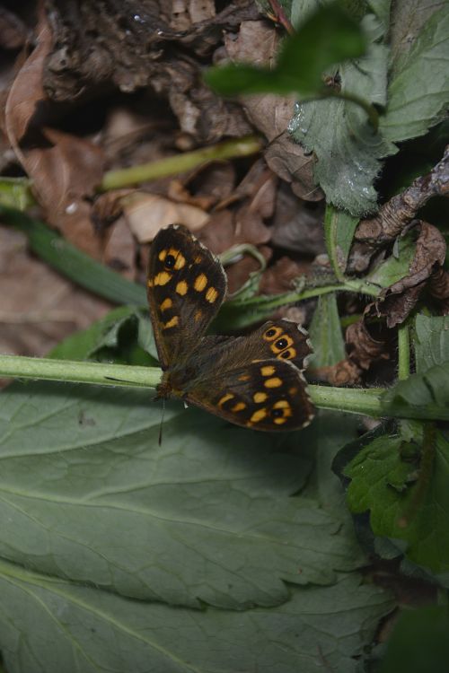 Butterfly In The Garden