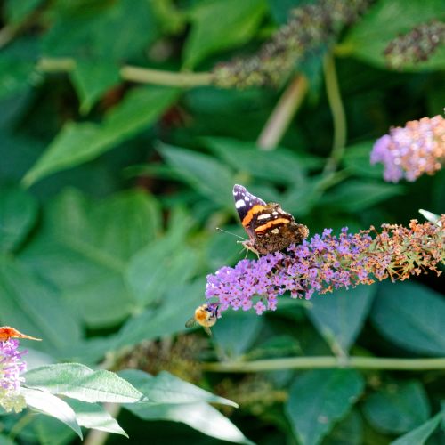 Butterfly On A Flower