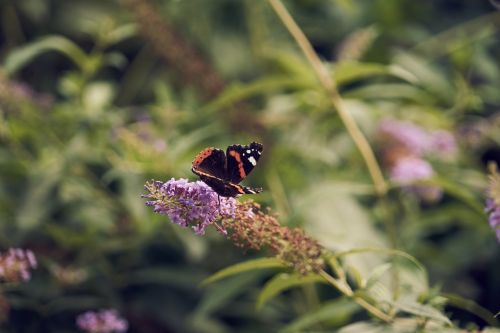 Butterfly On A Flower