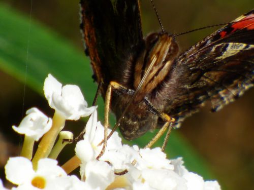 Butterfly On A Flower