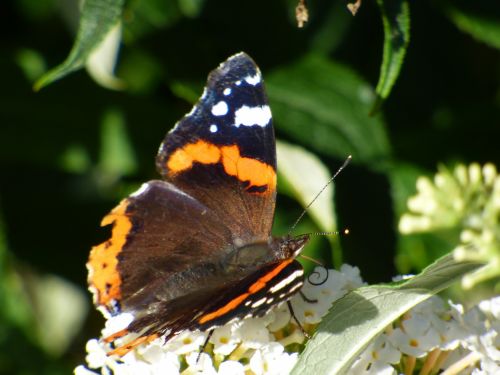 Butterfly On A Flower