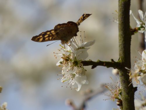 Butterfly On A Flower Tree