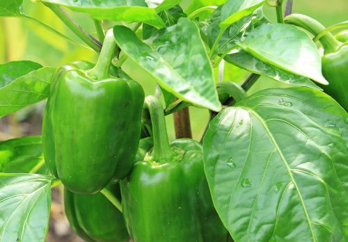 paprika nachtschattengewächs green peppers