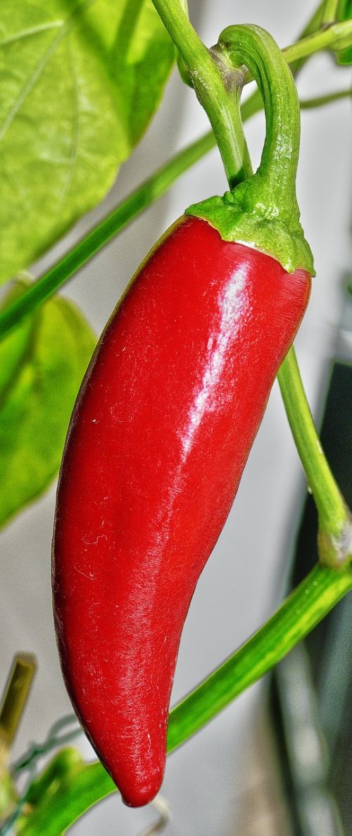 paprika pepper pod