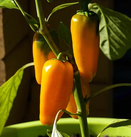 paprika  vegetables  healthy