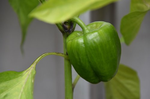 paprika  plant  green vegetables