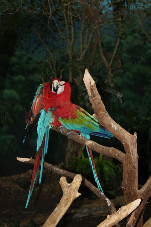 papuay red bird