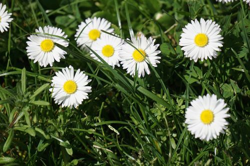 Daisies