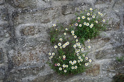 Daisies On The Wall