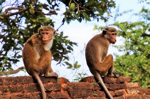 para monkey primates