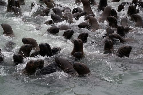 paracas national park peru seals