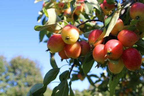 paradisäpple apple summer