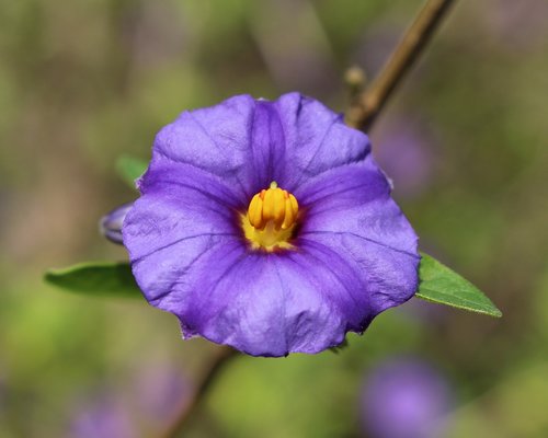 paraguay nightshade flower  blue potato bush flower  lycianthes rantonnetii