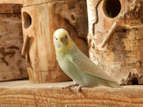 parakeet parakeet corrugated wood