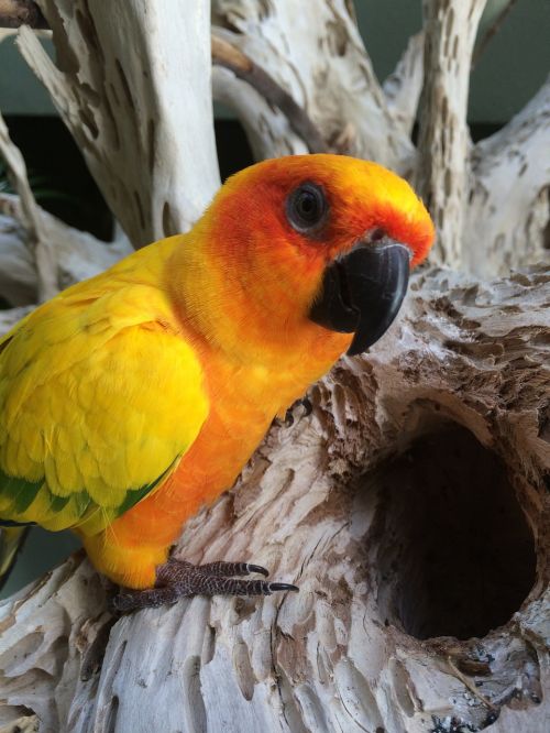 parakeet bird yellow
