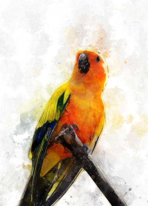 parakeet parrot bird