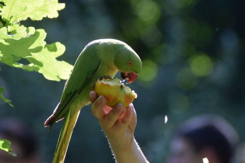 parakeet bird parrot