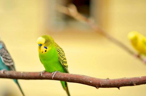parakeet canary bird canary