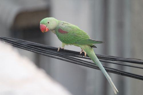 parakeet parrot bird