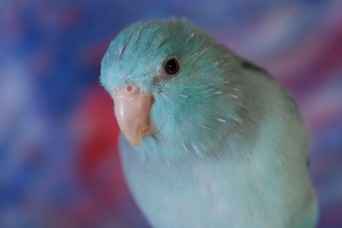 parakeet bird pet